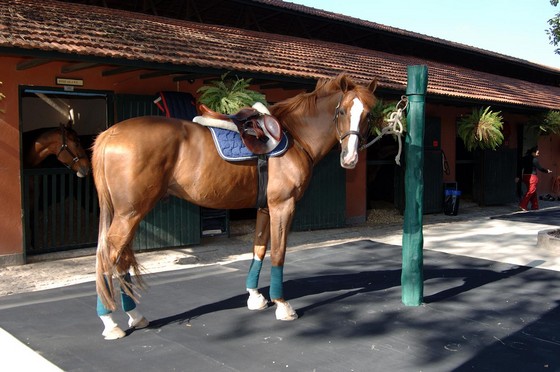 piso de borracha para cavalo